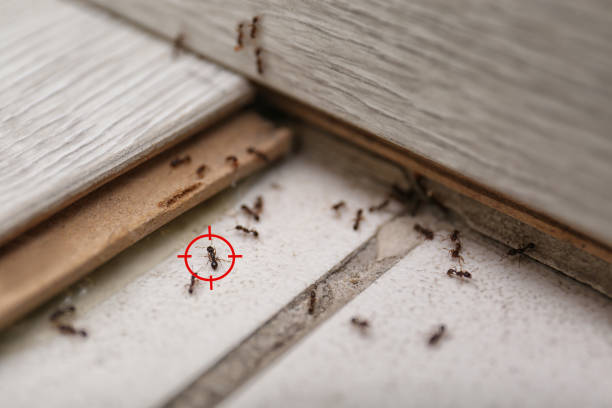 Best Cockroach Control Services  in Wood River, IL