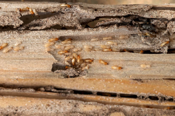 Best Local Pest Control Services  in Wood River, IL