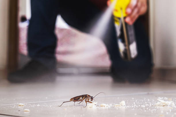 Best Affordable Pest Control Services  in Wood River, IL